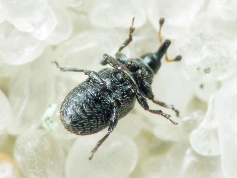 Gymnetron melanarium Germar, 1821